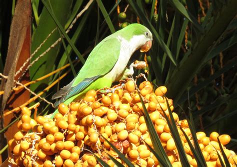 parrots zaragoza